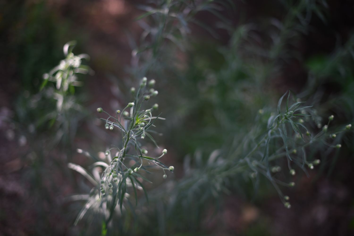 Dreams and the in-between